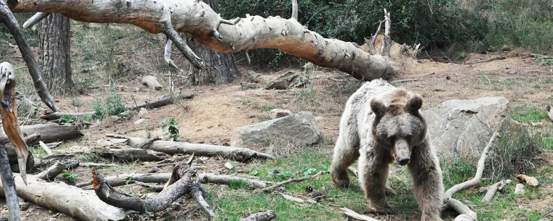 Ayı - Sputnik Türkiye, 1920, 21.11.2025