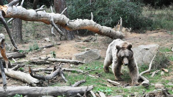 Ayı - Sputnik Türkiye