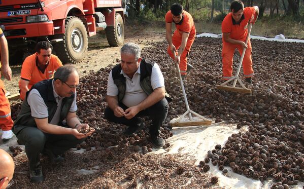 Mersin'de yanan ormanlara 450 milyon kızılçam tohumu ekilecek - Sputnik Türkiye