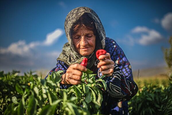 Suriye&#x27;nin İdlib ilinde yaşayan Suriyeli çiftçiler &#x27;15 Ekim Dünya Kadın Çiftçiler Günü&#x27; kapsamında ekili alanlarda çalışırken görüntülendi. Kadınlar bu alanlarda yetiştirilen ürünlerin geliriyle ailelerinin geçimine katkı sağlıyor. - Sputnik Türkiye