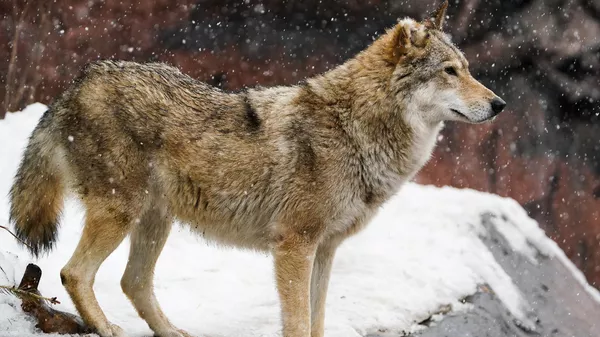 Kış Olimpiyatları'nda yarışmacıları kurt kovaladı: Taraftarlar tezahürat yaptı