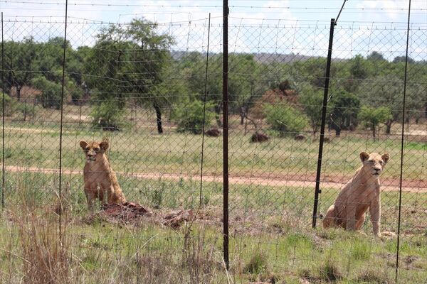 Hayvanlara Karşı Zulmü Önleme Ulusal Dernekleri Konseyi (NSPCA) verilerine göre, Güney Afrika tabiatında ise yaklaşık 3 bin 940 vahşi aslan yaşıyor. Buna göre, aslanlarıyla meşhur Güney Afrika&#x27;da 2022 itibarıyla neredeyse her 3 aslandan 2&#x27;si &quot;tutsak aslan&quot; durumunda. - Sputnik Türkiye