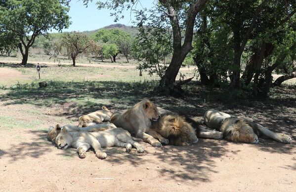 Buna göre, Güney Afrika&#x27;da 2014-2018 döneminde yabancılar tarafından 4 bin 176 aslan avlandı, bunların yüzde 94&#x27;ü tutsak aslanlar olarak kayıtlara geçti. Bu müşterilerin çoğu batı ülkelerinden olurken, yüzde 50&#x27;sinden fazlası da ABD vatandaşı olarak biliniyor. - Sputnik Türkiye