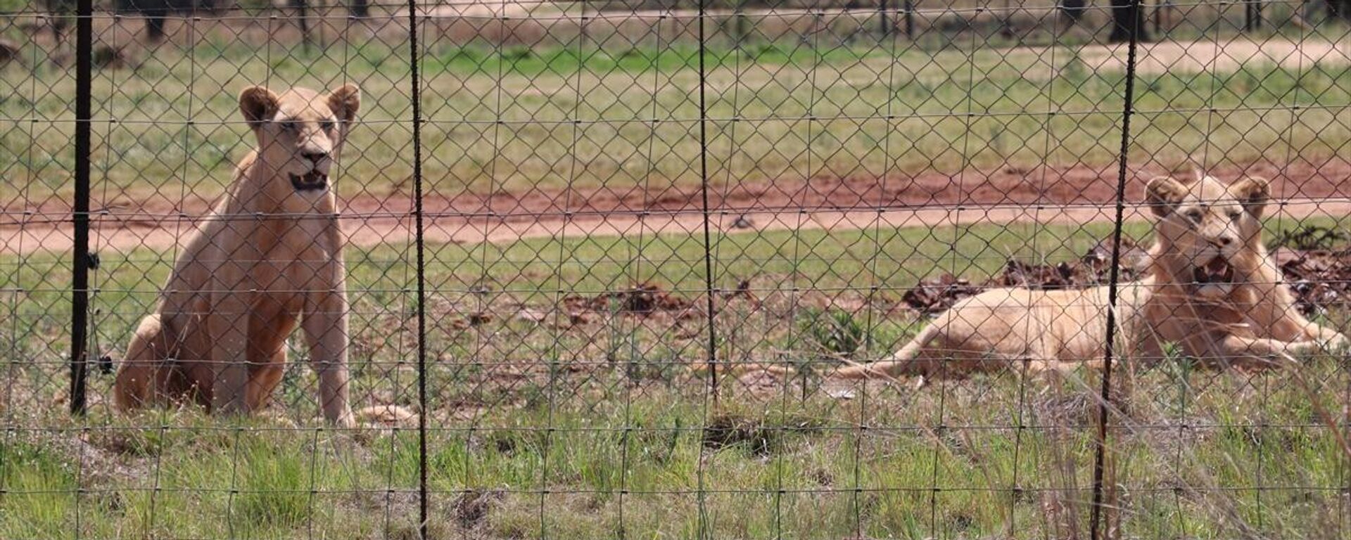Vahşi doğadan çelik teller arkasına: Afrika'nın tutsak aslanları - Sputnik Türkiye, 1920, 25.07.2023