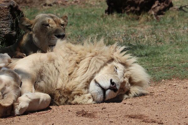 &quot;Humane Society International&quot; isimli uluslararası hayvan hakları kuruluşunun Şubat 2022 tarihli raporuna göre, Güney Afrika, kıtada aslan avcılığının turistik merkezi konumunda bulunuyor. - Sputnik Türkiye