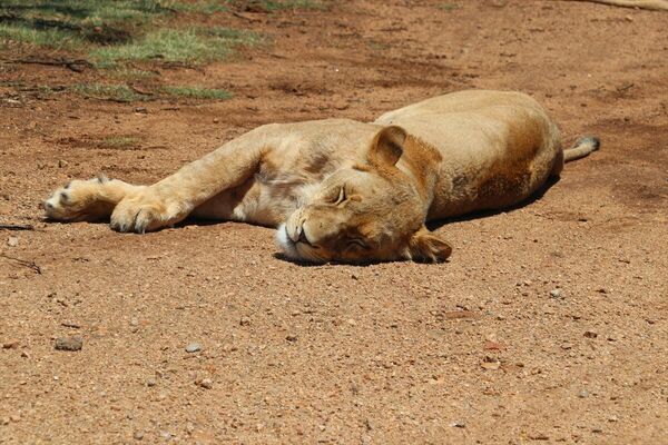 Vahşi doğadan çelik teller arkasına: Afrika'nın tutsak aslanları - Sputnik Türkiye