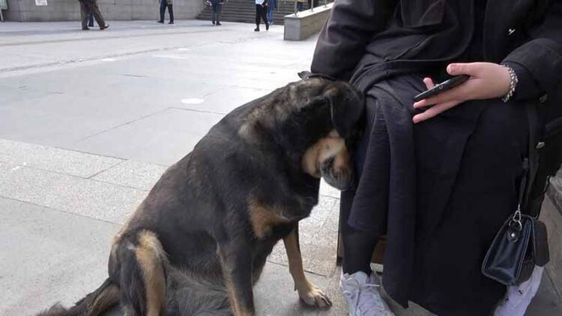 Karar karşısında şaşkın olduklarını dile getiren Trabzon Hayvanları Koruma ve Yaşatma Derneği Başkanı Lütfiye Tüzün Kurban da Boxer, Pug, French Bulldog gibi ırklar, ağız yapısı itibarıyla maske takılmasına uygun hayvanlar değil. Golden ırkı, zaten en sakin ve uysal hayvanlar. Ayrıca kararlarda kedi ve köpeklerin gürültü yaptıkları, insan sağlığını ve çevreyi olumsuz olarak etkiledikleri belirtilmiş. Diyelim ki köpekler kısırlaşmadığı içindir. Normal şartlarda asla çeteleşmezler. Kısırlaşmayan köpekler çete halinde gezerler ama daha kedilerin çeteleştiğini görmedik. Sadece besleyenler olunca gelip, ayaklarına dolanırlar dedi. - Sputnik Türkiye, 1920, 08.11.2022