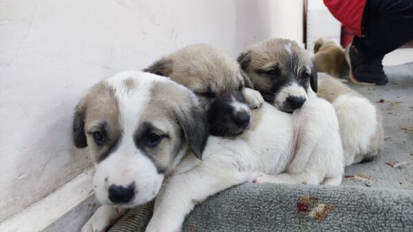 Artvin'in Şavşat ilçesinde annelerine arabanın çarptığı 8 yavru köpek - Sputnik Türkiye