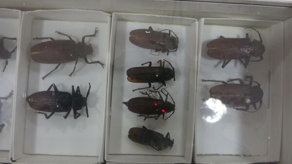&#x27;Entomological Museum of Isparta Turkey&#x27; adıyla 2005 yılında uluslararası böcek müzeleri arasında yer alan Böcek Müzesi&#x27;nde yaklaşık 30 bin böcek sergileniyor. - Sputnik Türkiye