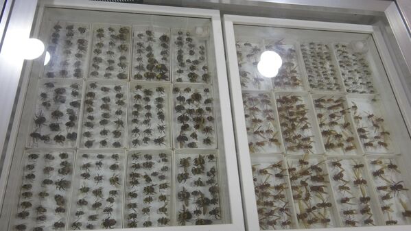 Müzedeki böcekler hakkında bilgi veren Ziraat Fakültesi Bitki Koruma bölümü öğretim üyesi Prof. Dr. Recep Ay müzede bulunan yaklaşık 30 bin tür böceğin 100 familyasından bin 200 tür böceğin tanımlandığını belirterek tanımlama çalışmalarının devam ettiğini kaydetti. - Sputnik Türkiye