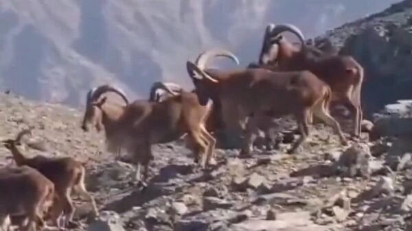 MSB, İkiyaka Dağları'ndaki dağ keçilerin görüntülerini paylaştı  - Sputnik Türkiye