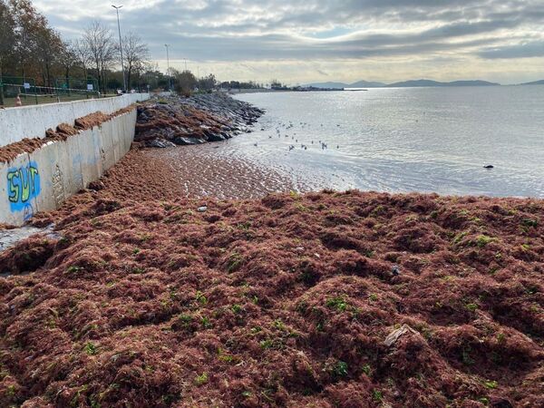 Caddebostan Sahili kırmızı yosunla kaplandı - Sputnik Türkiye