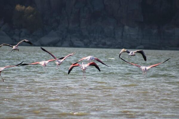 Tuz Gölü'nde sular azaldı, flamingolar sulak alanlara kanat çırptı - Sputnik Türkiye