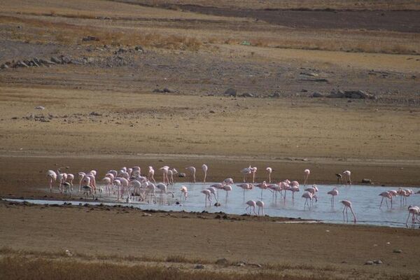 Tuz Gölü'nde sular azaldı, flamingolar sulak alanlara kanat çırptı - Sputnik Türkiye