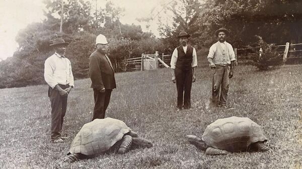 St Helena Valiliği, dün açıklama yaparak dünyanın en yaşlı kaplumbağası olarak Guinness Rekorlar Kitabı’na geçen Jonathan’ın, 190’ınıncı doğum gününü 3 günlük etkinliklerle kutladıklarını duyurdu. - Sputnik Türkiye