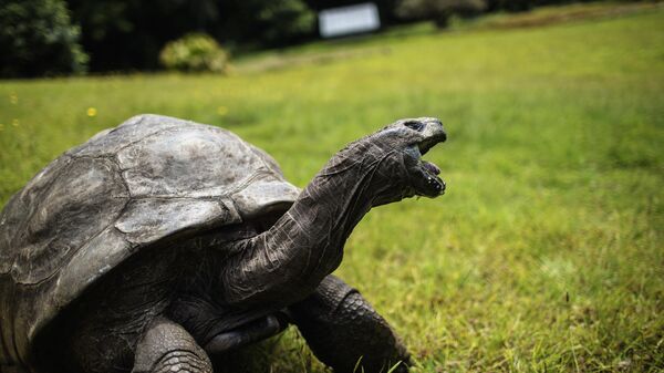 Dünyanın en yaşlı kaplumbağasına 3 gün 3 gece doğum günü partisi - Sputnik Türkiye