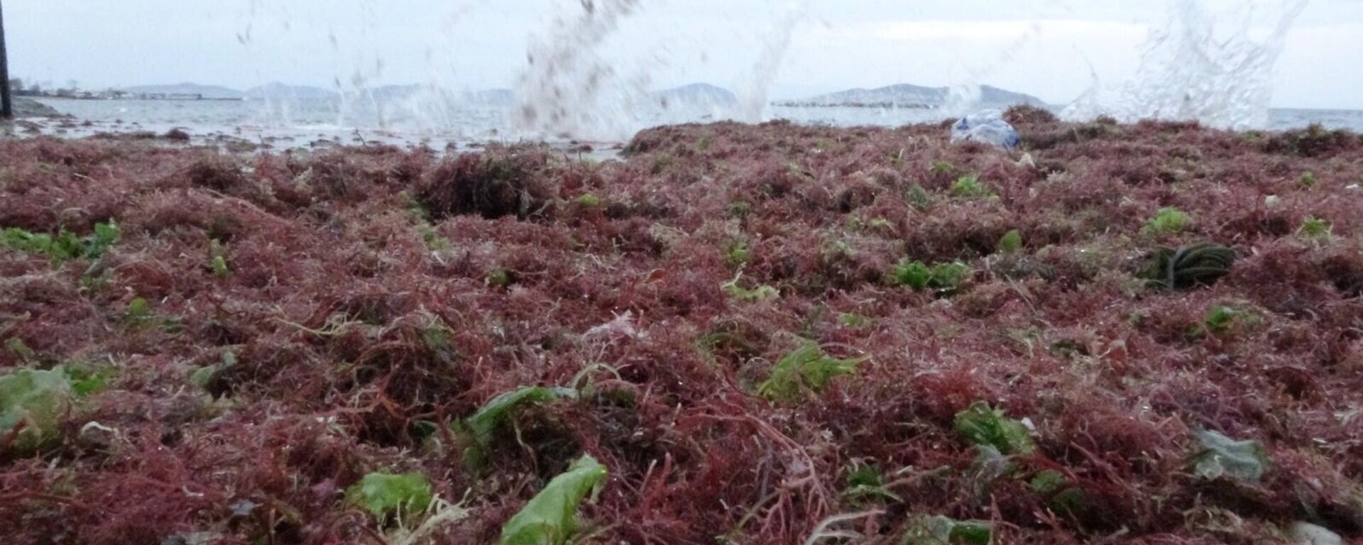 İstanbul- Lodos- Kırmızı yosun - Sputnik Türkiye, 1920, 23.06.2023