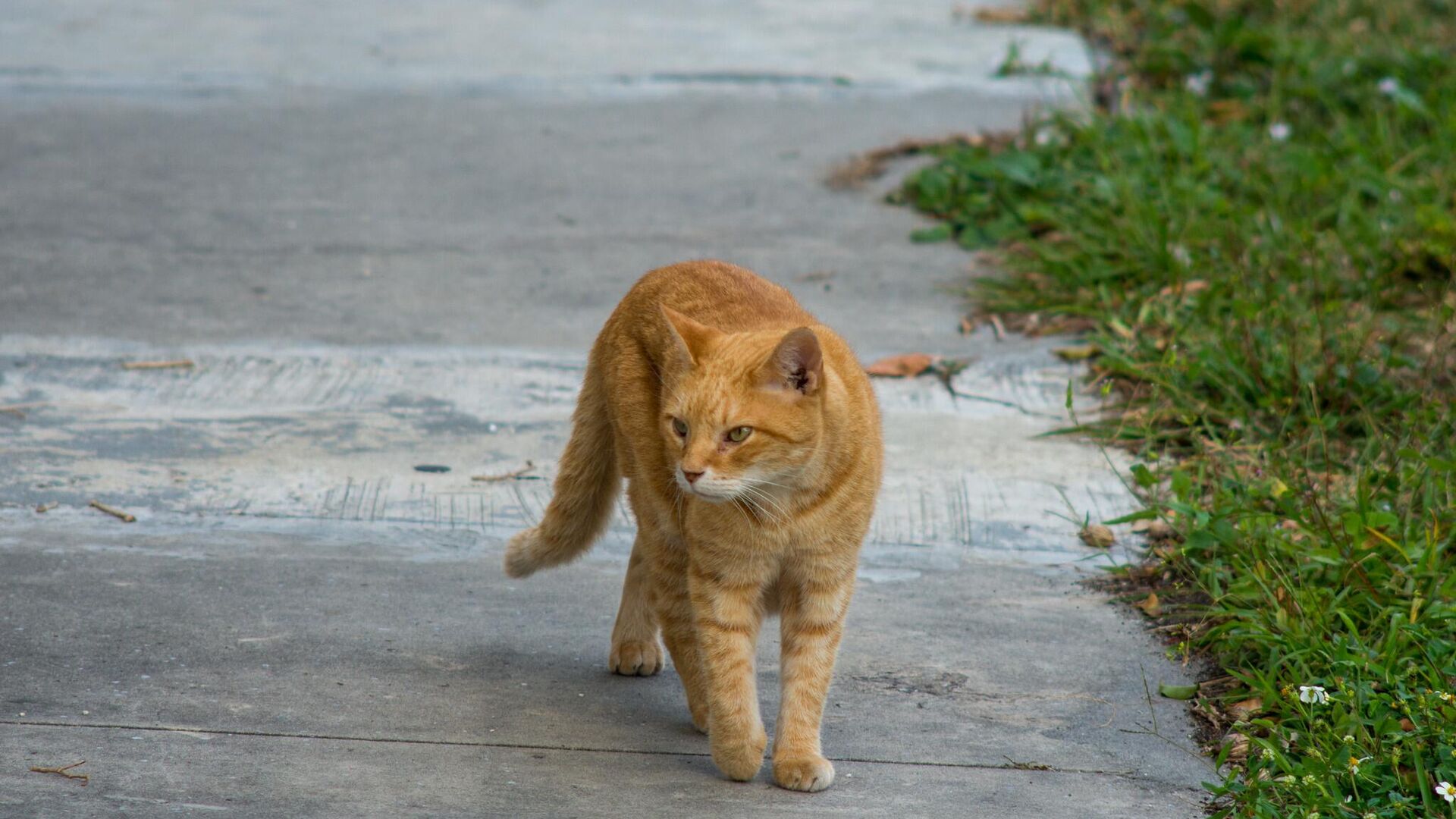 Kedi - Sputnik Türkiye, 1920, 12.12.2022