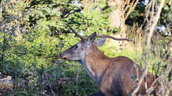 Türkiye'nin en şanssız geyiği görüntülendi: 'Boynuzlarından dolayı çiftleşme şansı çok az' - Sputnik Türkiye