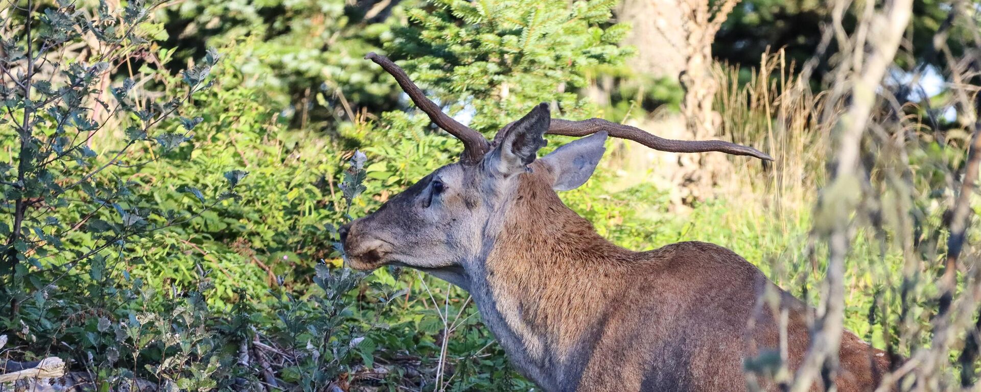 Türkiye'nin en şanssız geyiği görüntülendi: 'Boynuzlarından dolayı çiftleşme şansı çok az' - Sputnik Türkiye, 1920, 24.08.2025