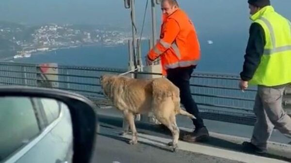 Sahipsiz köpek köprüye girdi
 - Sputnik Türkiye