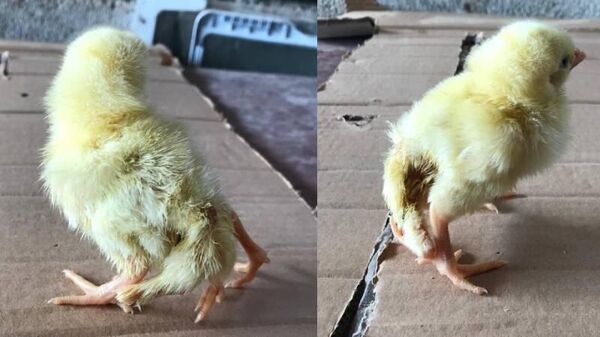 Kahramanmaraş'ın Türkoğlu ilçesinde, bir besicinin kuluçkaya koyduğu yumurtadan 4 ayaklı civciv çıktı, civciv tedaviye alındı. - Sputnik Türkiye