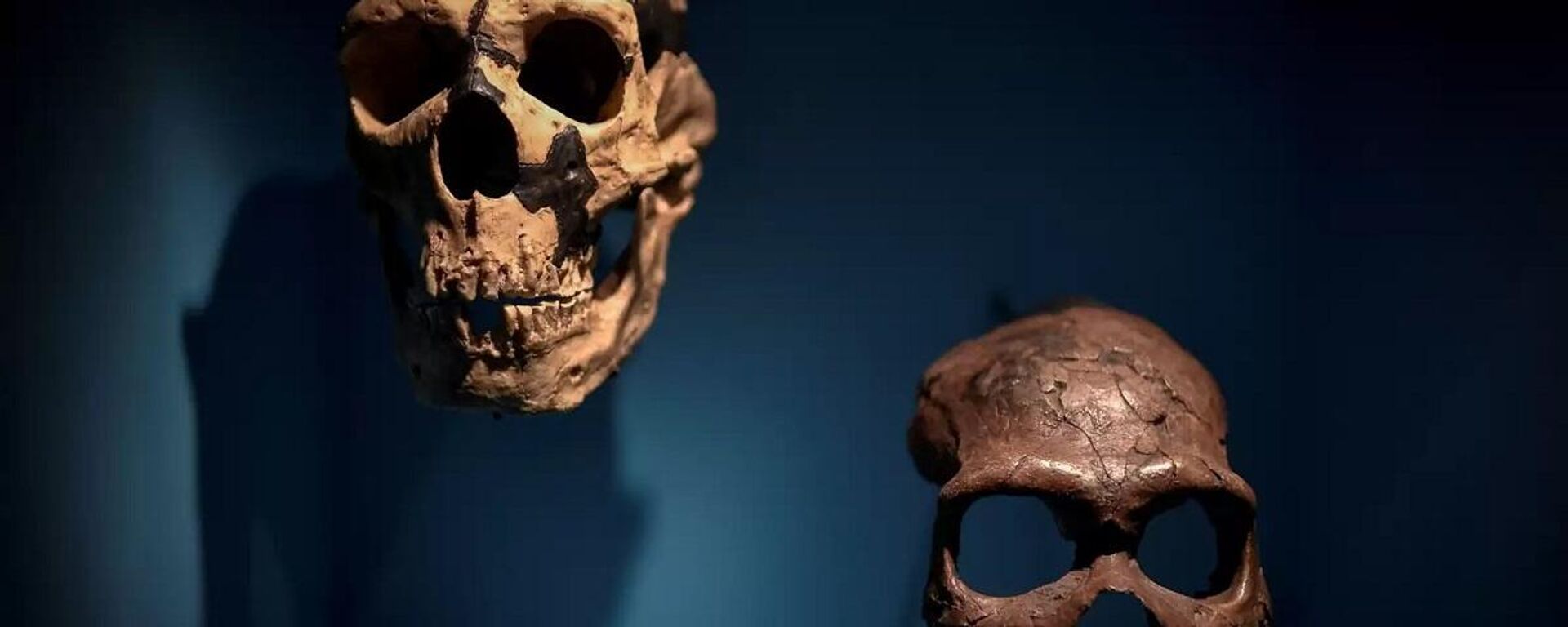 Neandertal - kafatası - Sputnik Türkiye, 1920, 19.01.2023