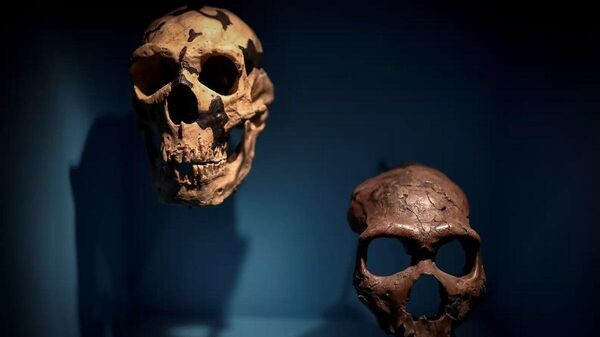 Neandertal - kafatası - Sputnik Türkiye