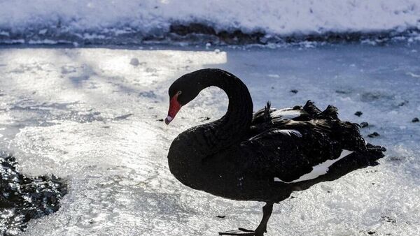 Kentin simge bölgelerinden Kuğulu Park'taki su, bir yıl önce kış aylarında buz tutmuştu. - Sputnik Türkiye