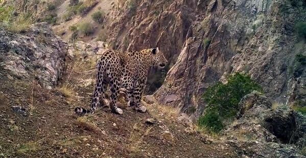 Anadolu leoparı iki ayrı bölgede yeniden görüntülendi - Sputnik Türkiye