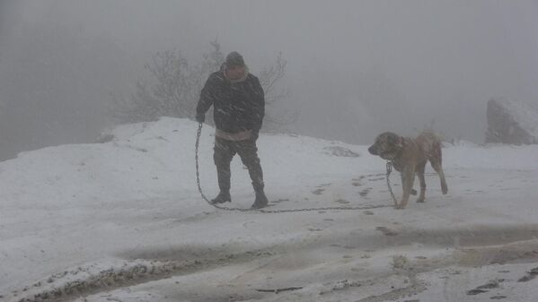 Öğle saatlerinde Aydos ormanı ve çevresinde etkisini gösteren kar yağışı nedeniyle ağaçlar beyaza büründü. - Sputnik Türkiye