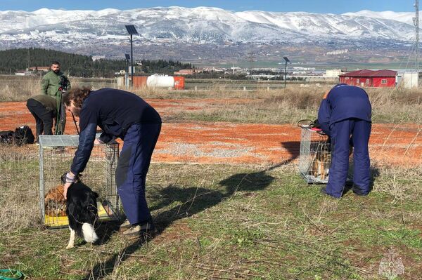 Rusya Acil Durumlar Bakanlığına ait arama kurtarma ekipleri ile arama köpekleri deprem bölgesinde  - Sputnik Türkiye