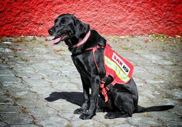Meksika'nın meşhur arama kurtarma köpekleri deprem bölgesinde - Sputnik Türkiye