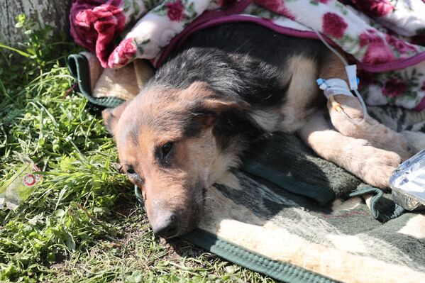 Enkazdan çıkarılan 'diğer canlar' - Sputnik Türkiye