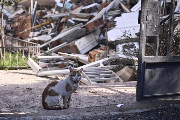 Enkazdan çıkarılan 'diğer canlar' - Sputnik Türkiye