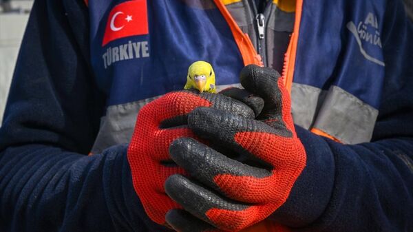 Enkazdan 5 gün sonra çıkarılan muhabbet kuşuna 'Mucize' adı verildi - Sputnik Türkiye