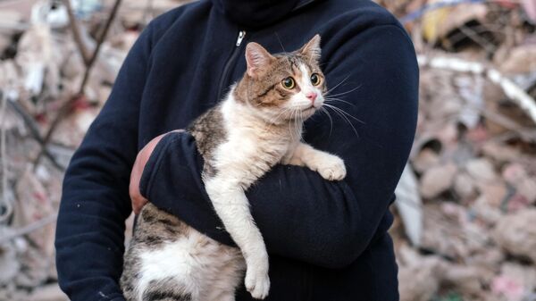 Kahramanmaraş'ta bir kedi, depremin 110'uncu saatinde yıkılan binanın enkazından canlı çıkartıldı. - Sputnik Türkiye
