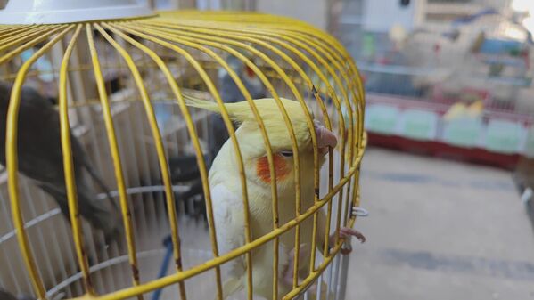 Petshop dükkanının kepenkleri açılarak kuşlar kurtarıldı. - Sputnik Türkiye