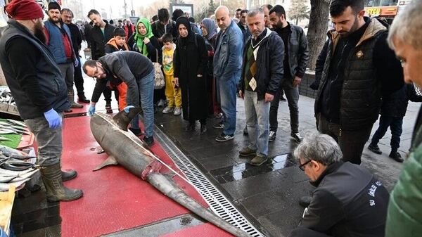 Kayseri'de köpekbalığı satmak isteyen işletmeye 33 bin lira ceza - Sputnik Türkiye