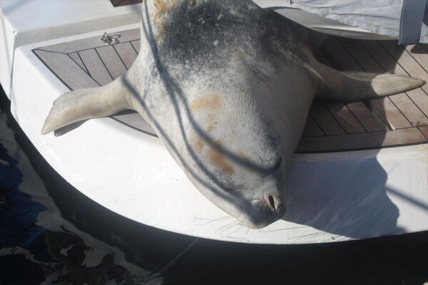 Nesli tükenme tehlikesi altında olan Akdeniz foku tekneye sığındı
 - Sputnik Türkiye