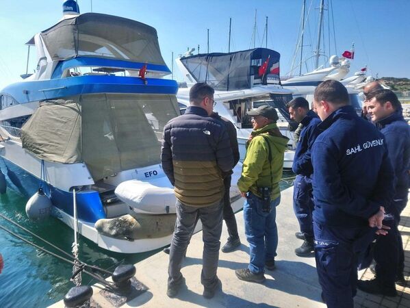 Nesli tükenme tehlikesi altında olan Akdeniz foku tekneye sığındı
 - Sputnik Türkiye