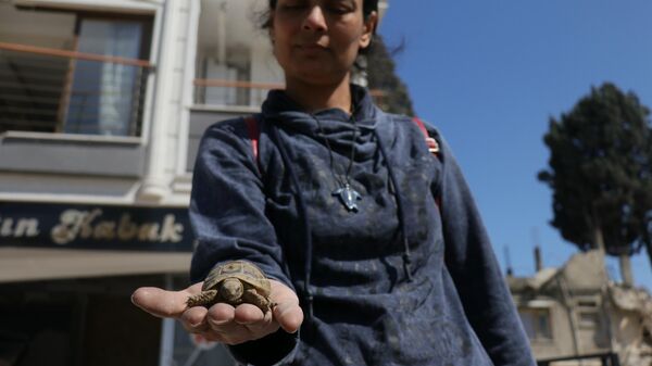 Eşyalarını almak için 38 gün sonra evine girdi, kaplumbağasını canlı buldu - Sputnik Türkiye
