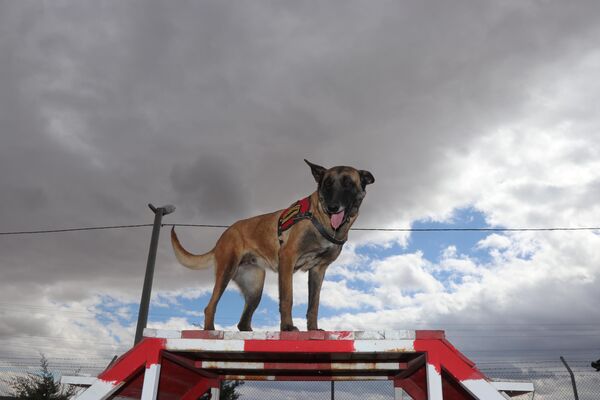 Acar, depremin 177. saatinde Tabu&#x27;nun tepki verdiği alandan 7 yaşındaki çocuğun canlı çıkarıldığını belirterek, &quot;Köpeğimizin yine tepki vermesi üzerine depremin 207. saatinde 11 yaşındaki çocuk, 211. saatinde 72 yaşındaki kadın sağ olarak çıkarıldı. Köpeğimiz tepki verince çok heyecanlanıyoruz. Vatandaşlarımız canlı olarak çıkarılınca çok sevindik. Mutluluğumuzu köpeğimize sarılarak gösteriyoruz&quot; ifadesini kullandı. - Sputnik Türkiye