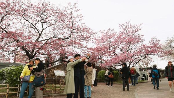 Japonya'nın simgelerinden olan sakura (kiraz çiçeği) ağaçlarının çiçek açmasıyla Kovid-19 salgını süresince uygulanan kısıtlamaların kaldırılmasını fırsat bilen binlerce kişi, başkent Tokyo'da parklara akın etti. - Sputnik Türkiye