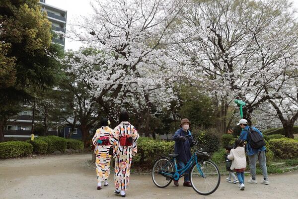 Japonya'da baharın gelişini müjdeleyen sakura ağaçlarının çiçek açmasıyla başkent Tokyo'nun dört bir tarafındaki park ve caddelerde adeta görsel şölen yaşandı. - Sputnik Türkiye