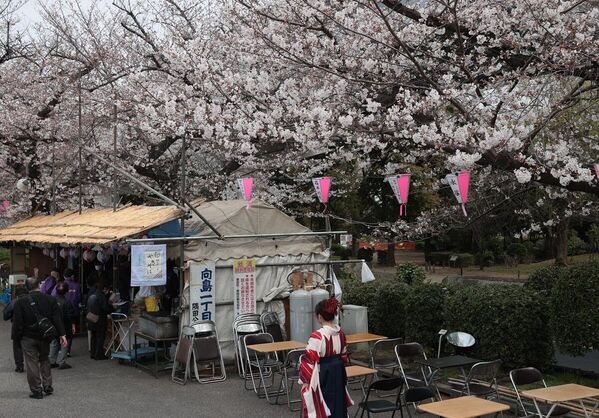 Asakusa'daki Sumida Parkı'na kiraz çiçeklerini görmek için geldiğini söyleyen Haruka Adachi de Sakura, Japonya'nın en önemli simgelerinden biri. Ve bugün de gerçekten muhteşem gözüküyorlar diye konuştu. - Sputnik Türkiye