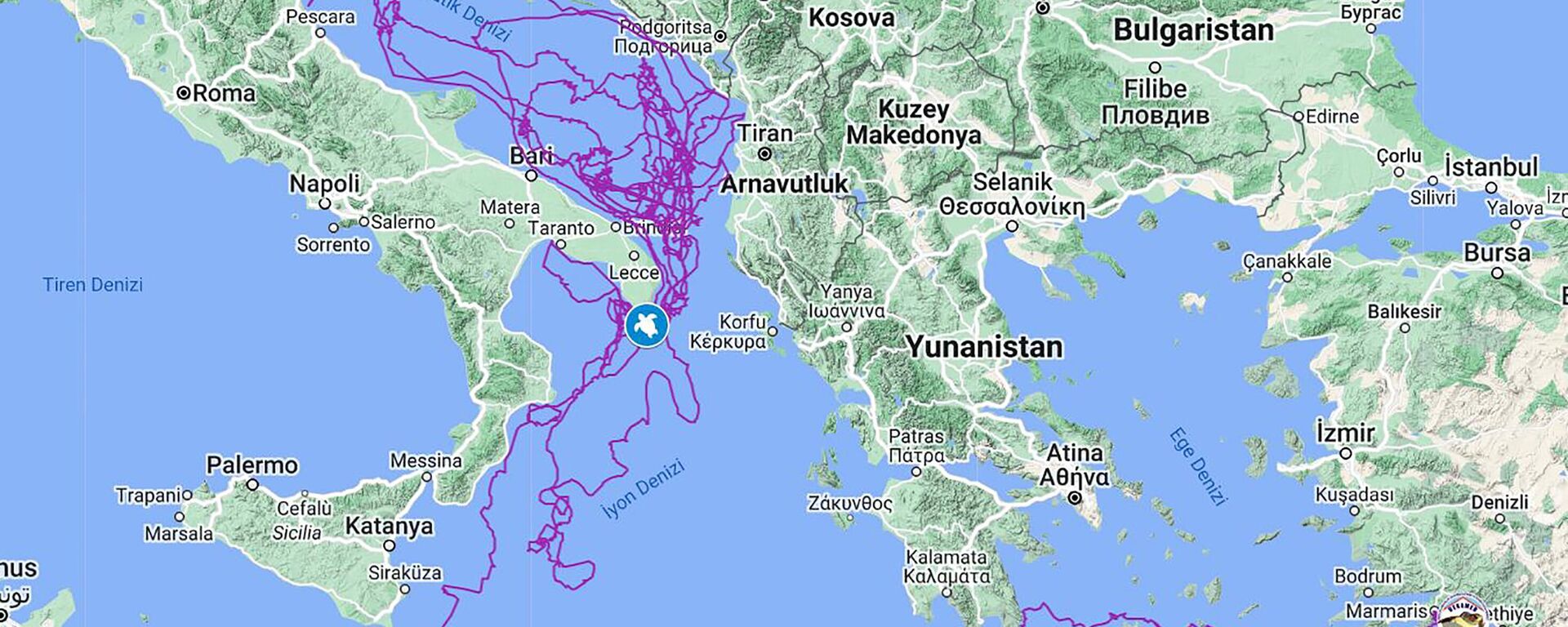 Muğla'nın Ortaca ilçesindeki Deniz Kaplumbağası Araştırma Kurtarma Rehabilitasyon Merkezi (DEKAMER) görevlilerince uydu takip cihazı takılarak denize bırakılan deniz kaplumbağası caretta caretta Tuba, 3,5 yılda 20 bin kilometre yol kat etti ve 8 milyon kişi kaplumbağanın rotasını gösteren haritayı görüntüledi. - Sputnik Türkiye, 1920, 22.03.2023