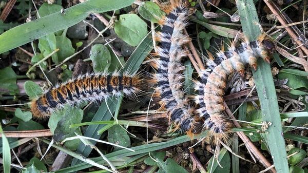 The Last Of Us dizisine konu olan ‘zombi mantarı’ İstanbul'da görüldü - Sputnik Türkiye