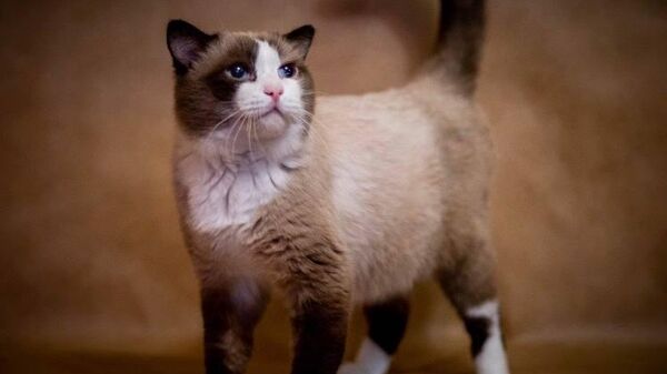 Rusya’nın en yaşlı kedisi 26 yaşında öldü - Sputnik Türkiye