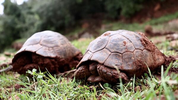 Hatay'da depremde oluşan yarıkta mahsur kalan iki kaplumbağa kurtarıldı - Sputnik Türkiye